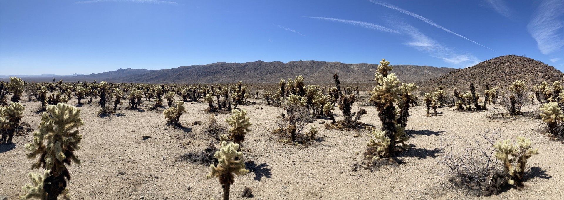 Joshua tree